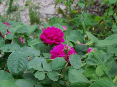 Rose_Resht.jpg