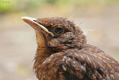 amsel_3.jpg