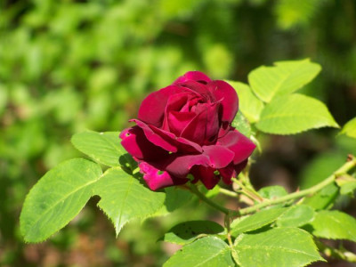 Rose_du_Roi_Knospe.jpg