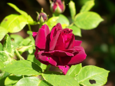 Rose_du_Roi_Blute.jpg