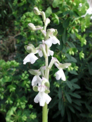 Anacamptis_morio_x_syriaca_alba_Euphorbia_Martinii.jpg