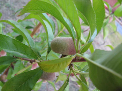 K1024_IMG_0604.JPG