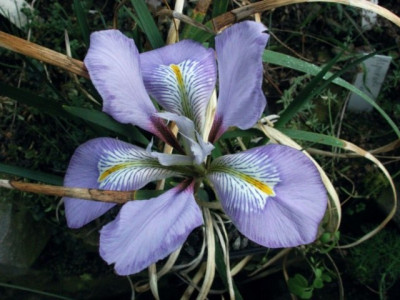 Iris_unguicularis.jpg