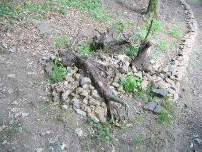 Wurzeln_2.jpg