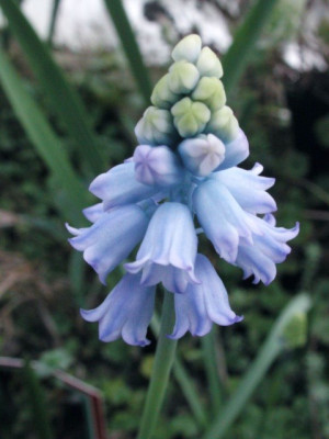 Muscari_chalusicum.jpg