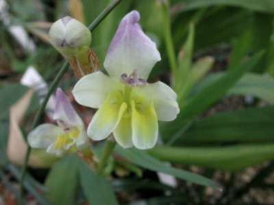 Sparaxis_villosa.jpg