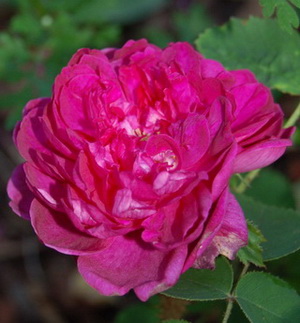 Mme_Roche_de_Lambert1_DSC_0026.jpg
