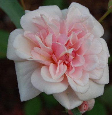 Perle_dOr1_DSC_0028.jpg