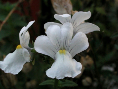 Nemesia_fruticans.jpg