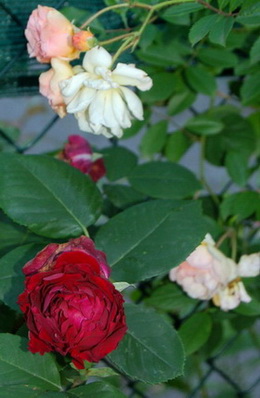Souvenir_Jamain_und_GdF1_DSC_0022.jpg