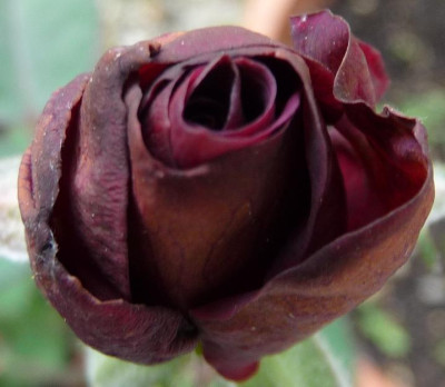 BurgundyVelvet_06_09_nah01.JPG