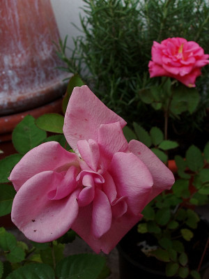 rosa_unspektakulaer20090604.jpg