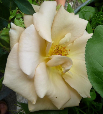 Jactan_06_09_05.JPG