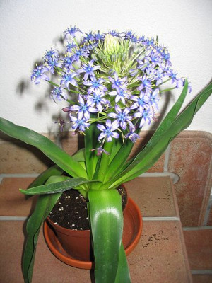 Scilla_peruviana__OBI-Form.jpg