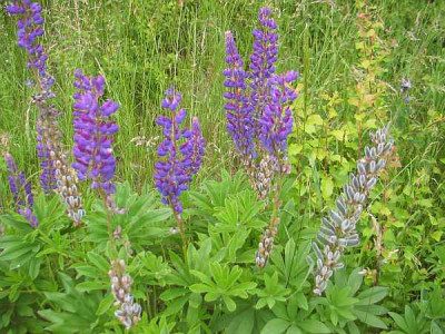 lupine.-violett-Axel1.jpg