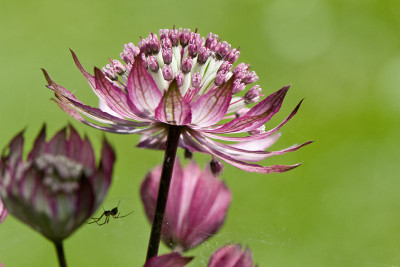 Astrantia-im-Juni-2009-2.jpg