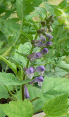 Salvia_przewalski_090604_a.jpg