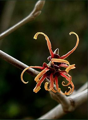 Hamamelis_Jelena.JPG