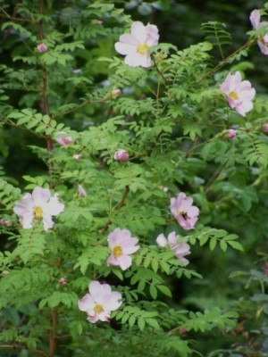 Rosa_roxburghii.jpg