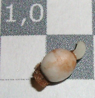 02220002_eArisaema_sikokianum_variegatum_Keimling.JPG