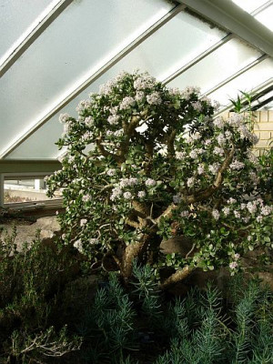 bluhender2kewgardens.jpg