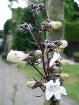 thillysunbekannte001.jpg
