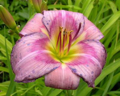 Priscillas_Dream_verregnet_5.6.09.jpg
