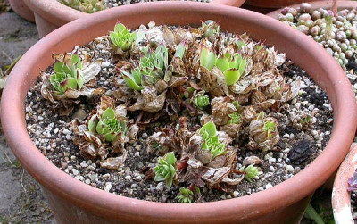 Sempervivum_5.6.09.jpg
