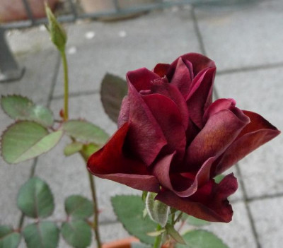 BurgundyVelvet_06_09_nah03.JPG