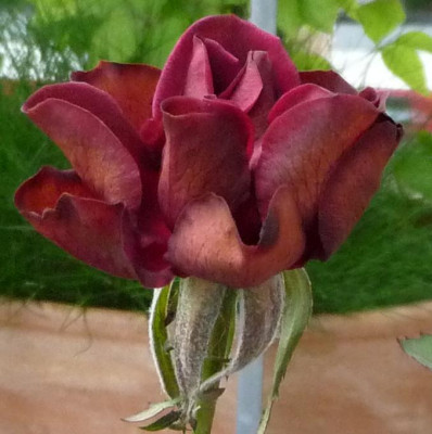 BurgundyVelvet_06_09_nah02.JPG