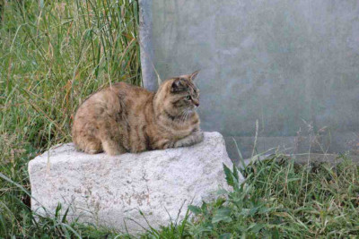 Vanella-Sphinx2.jpg