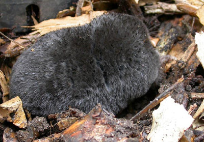 Maulwurf_2_5.6.09.jpg