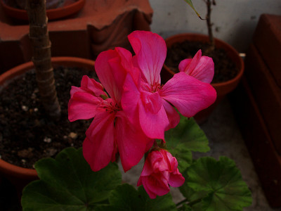 pelargonium_la_palma_berlin.jpg