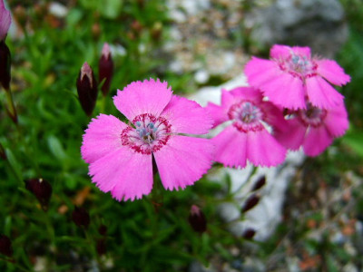 Dianthus_alpinus_1.JPG