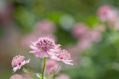 Astrantia-Roma-Jun0609.jpg