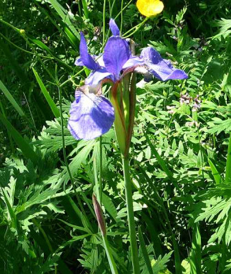 iris-sanguinea-axel.jpg