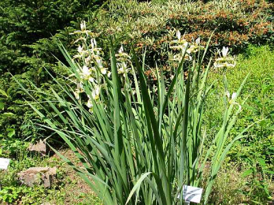 iris.japonica-axel.jpg
