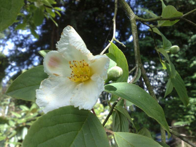 Kopie_von_06062009Stuartia_pseudocamellia_02.jpg