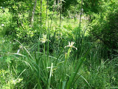iris-spuria-axel.jpg
