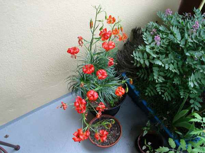 lilium-pumilum-axel1.jpg
