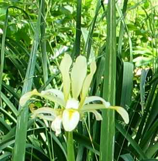 iris-halophila-axel.jpg