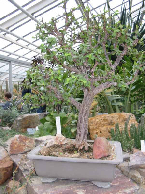 Portulacaria.jpg