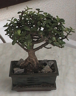 portulacaria_afra.jpg