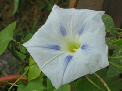 Ipomea_2.jpg
