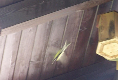 100_8521.JPG