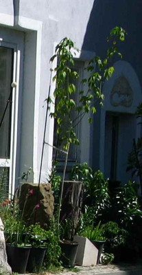 abutilon.jpg