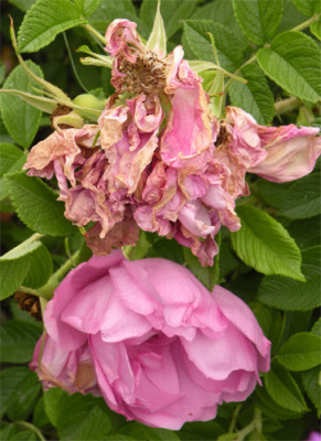 pink_roadrunner_klopapier_0.jpg