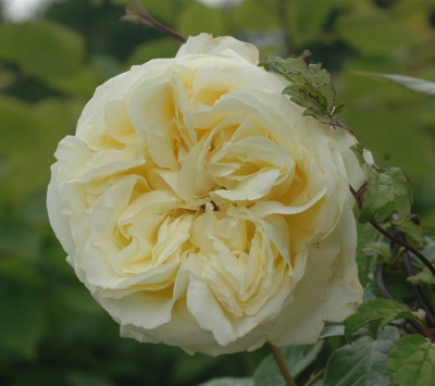 A9536a_Large.JPG