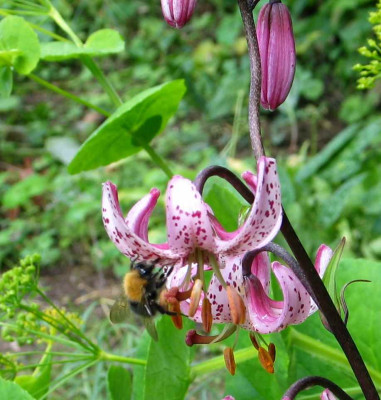 l.martagon-neu-hummel.jpg