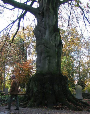 ADoesburg_Propfbuche_A.jpg